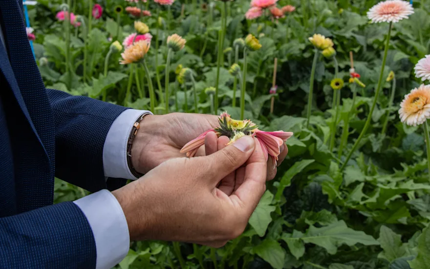 Seeds of a fertilized flower