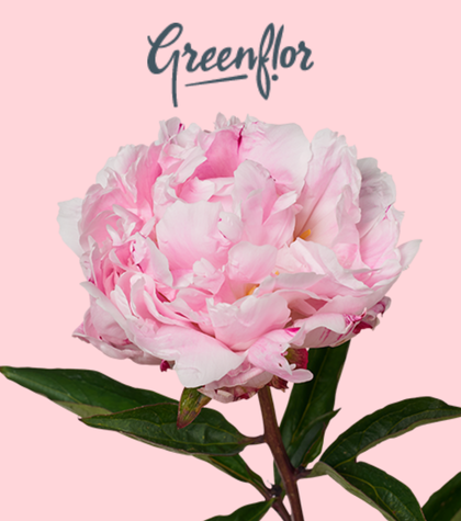 Meet Greenflor