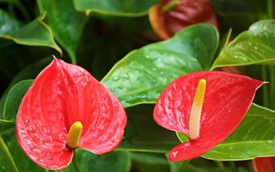 Červené anturie rostliny