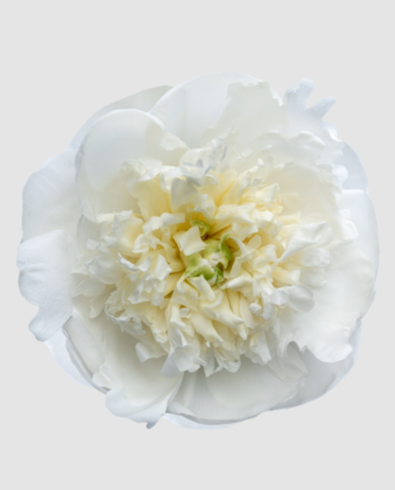 Paeo Duchesse D Nemo