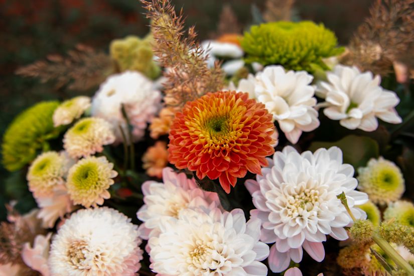 Chrysanthemum bouquet