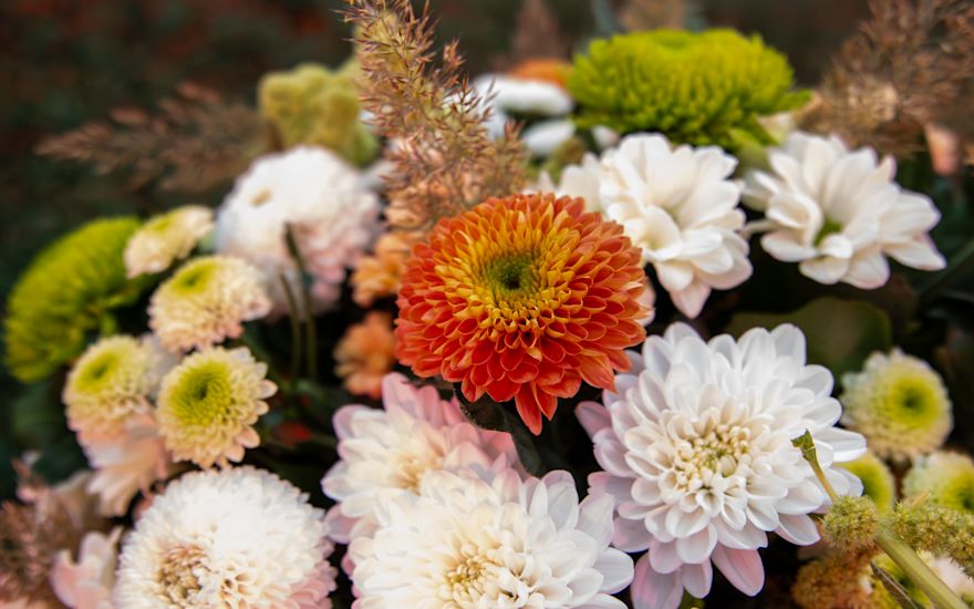 Chrysanthemum bouquet