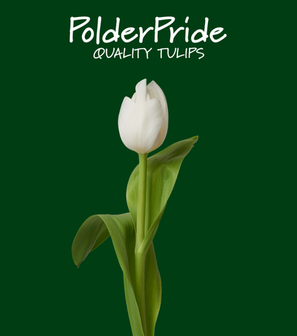Meet Polder Pride