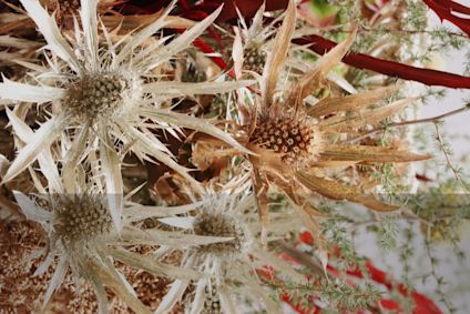 Barvené květy bodláku