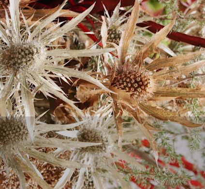Dyed thistle flowers