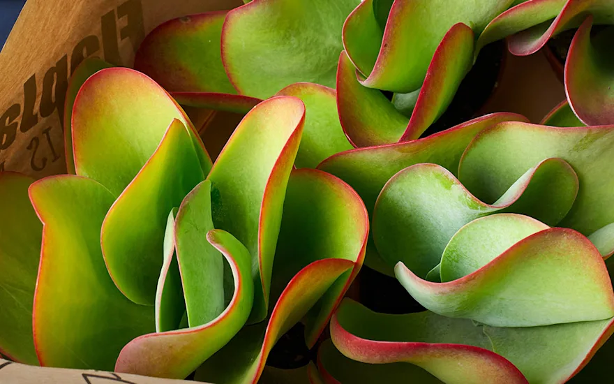 Kalanchoe thyrsiflora Flapjack