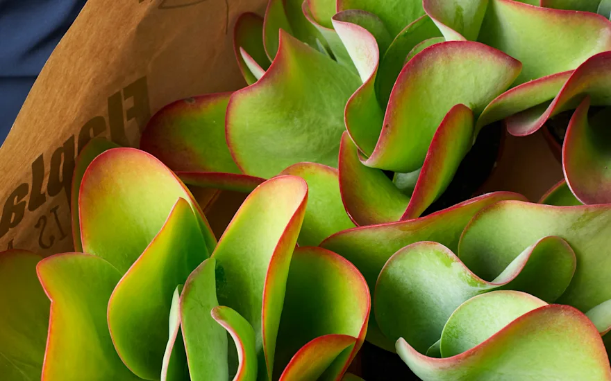 Kalanchoe thyrsiflora Flapjack
