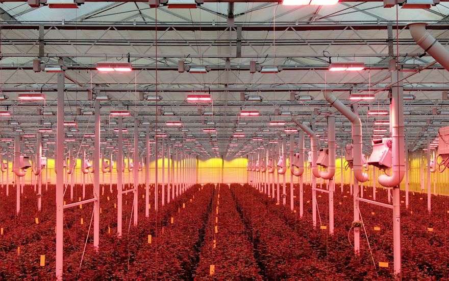 FUTURA Red Naomi! - sustainable and exclusive