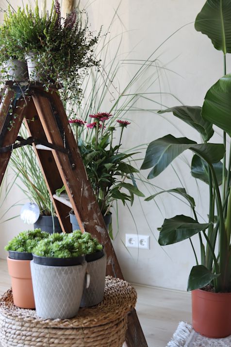 Planten foto Niewe shop