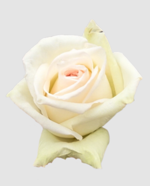 R Gr Eq White O-Hara