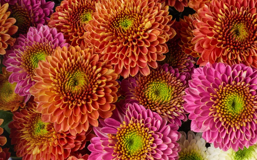 Home logged in VDP 50- allerheiligen