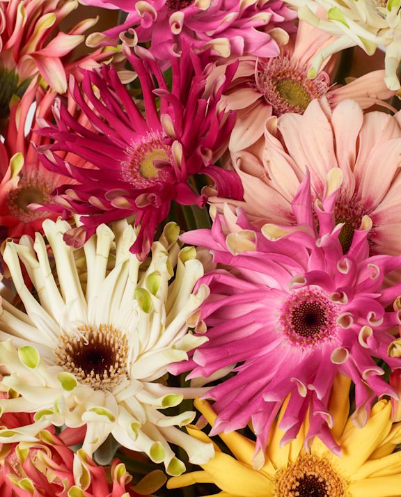 Gerbera Details kleurenmix website B 1023