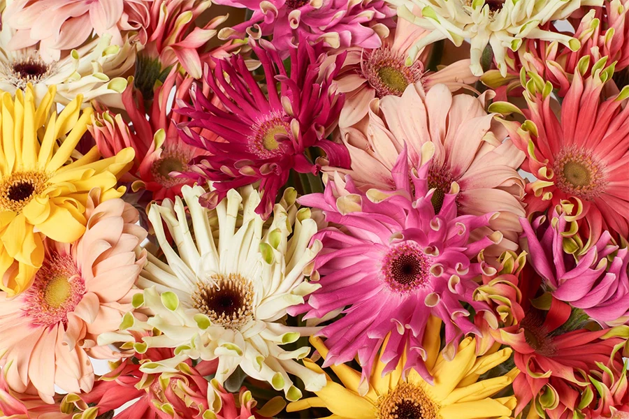 Gerbera groothandel voor bloemisten | Van der Plas