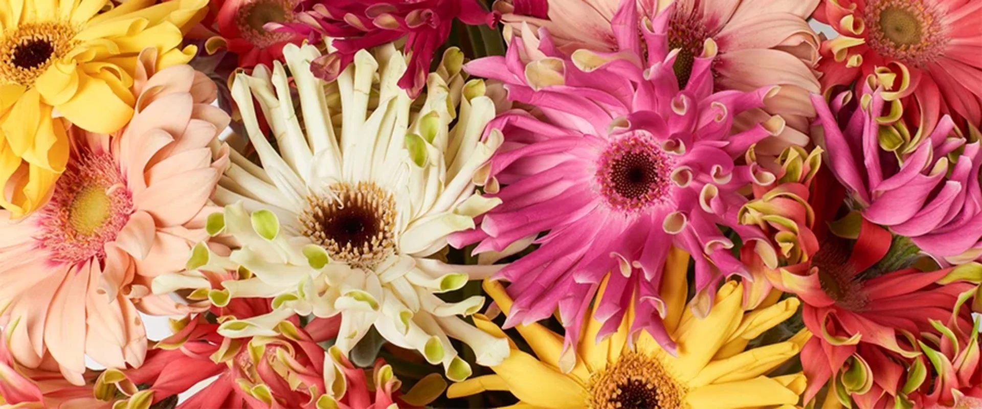 Ruscus Roots Gerbera groothandel voor bloemisten | Van der Plas