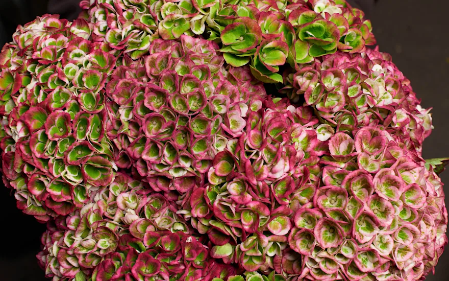 Hortensia hortensia magisk opal