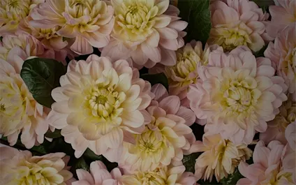 Dahlia květiny světle růžové