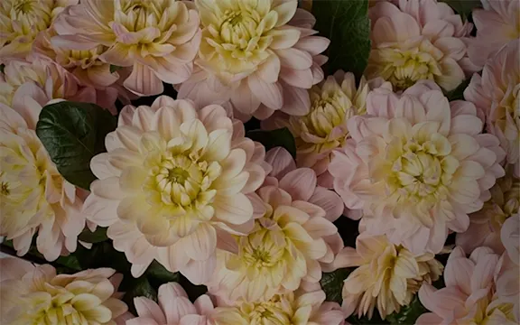 Dahlienblüten zartrosa