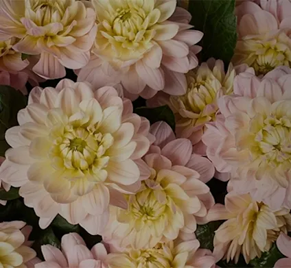 Dahlia blomster lyserød