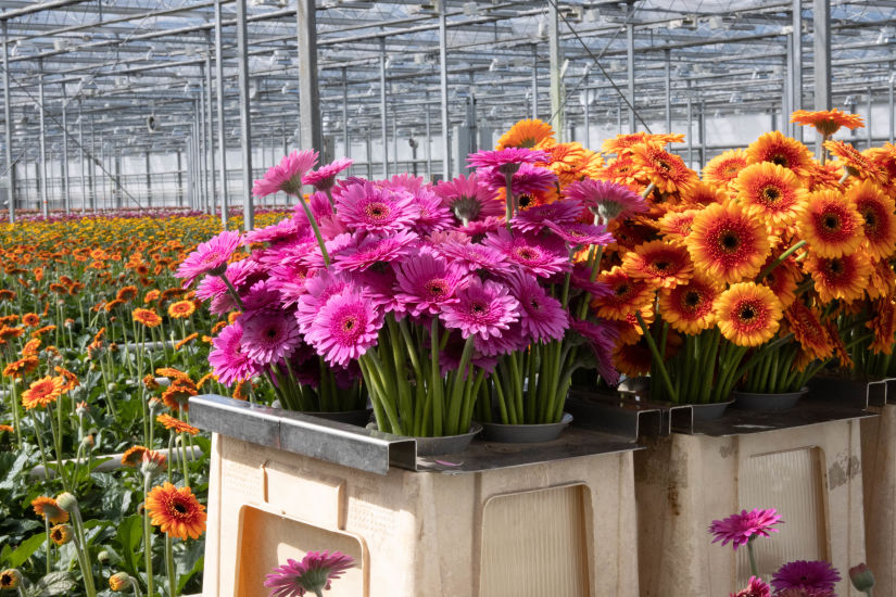 Flowering Shop: Gerbera direkt vom Blumengroßhandel