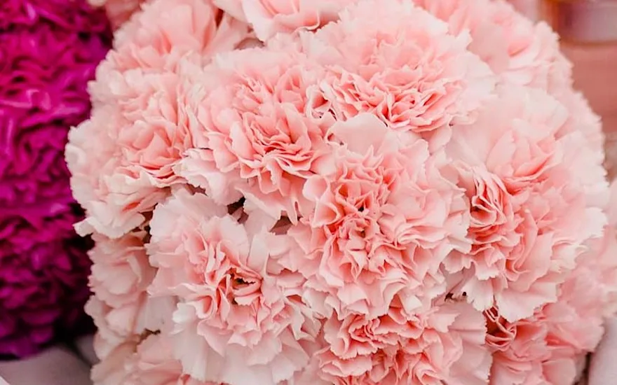 Van der Plas wedding anjer4.2