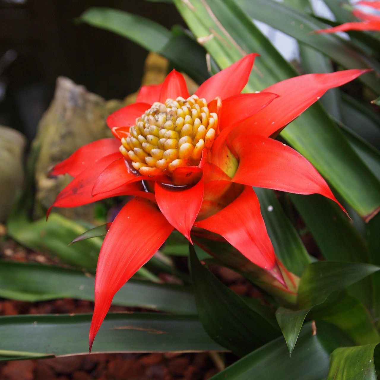 Rød bromelia med gul midte