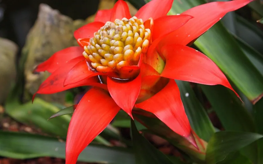 Red bromeliad with yellow center