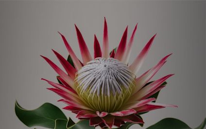 Královská protea