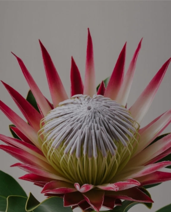 King protea
