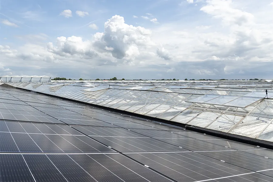 Durable quality flowers