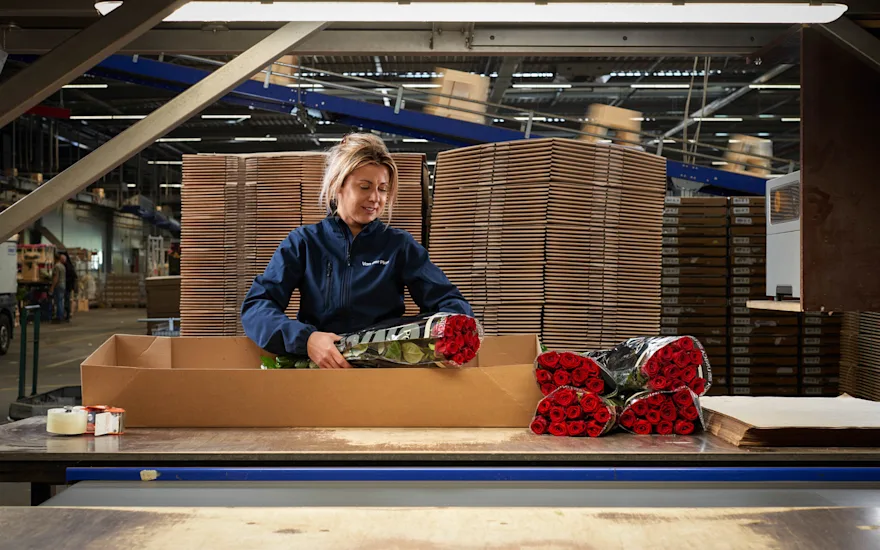 Red Naomi rozen - de ultieme liefdesroos