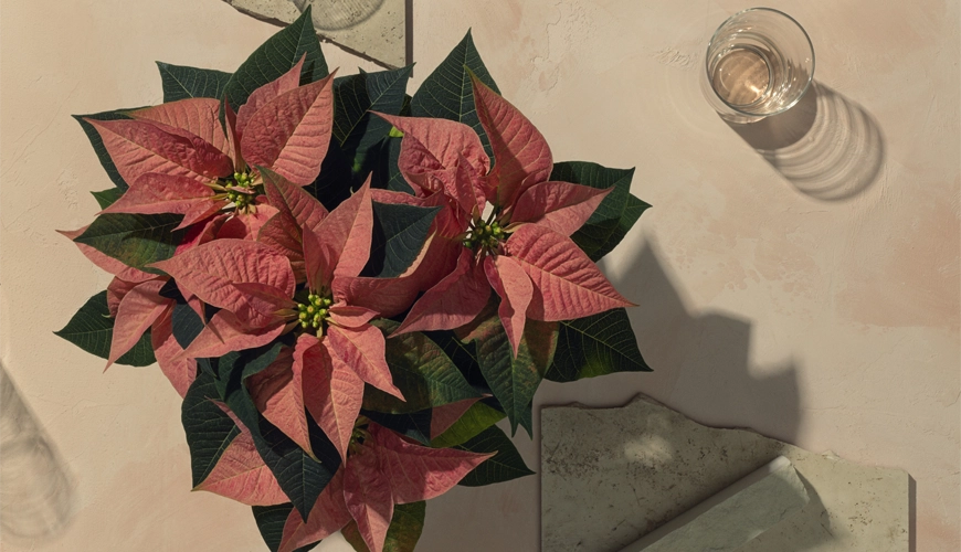 The Mastergrowers poinsettia 2.2
