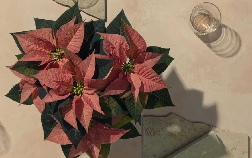 The Mastergrowers poinsettia 2.2