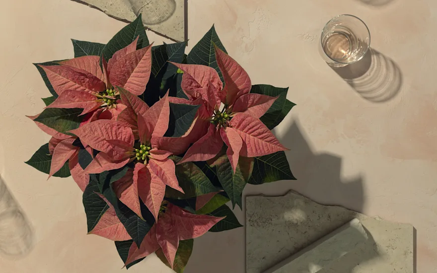 The Mastergrowers poinsettia 2.2