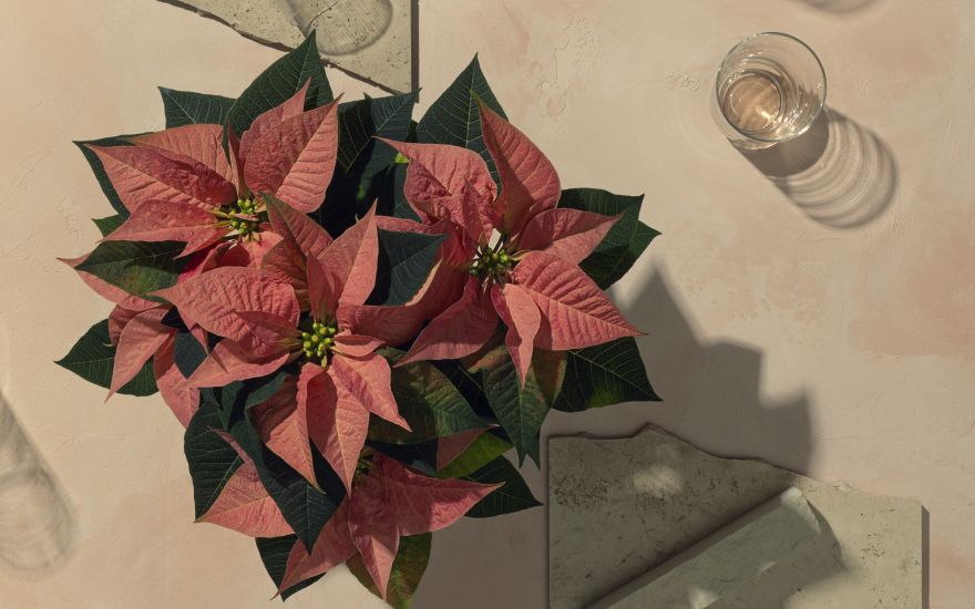 The Mastergrowers poinsettia 2.2