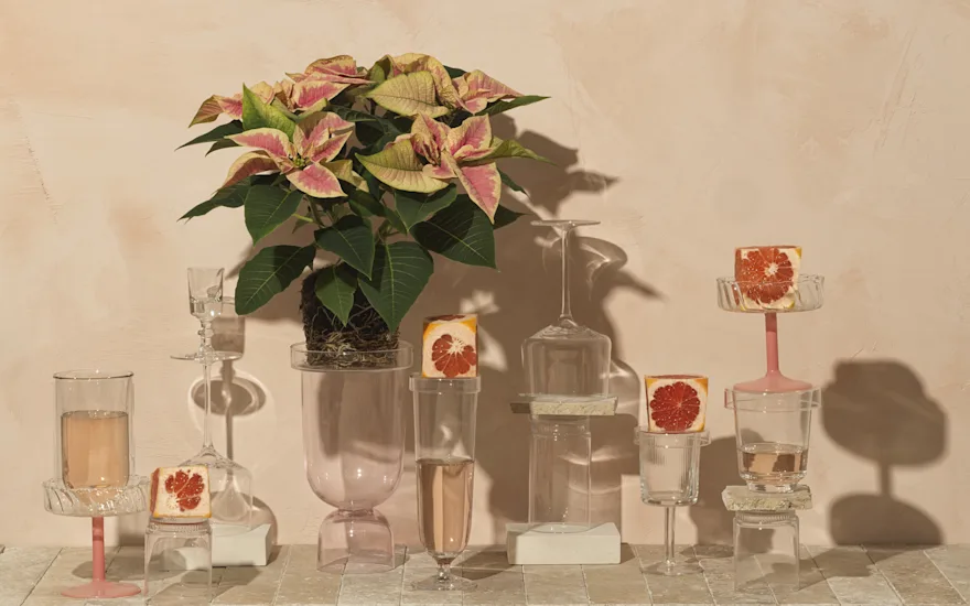 The Mastergrowers poinsettia 3.2