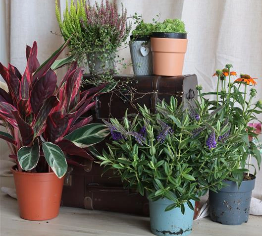 Topfpflanzen arrangiert