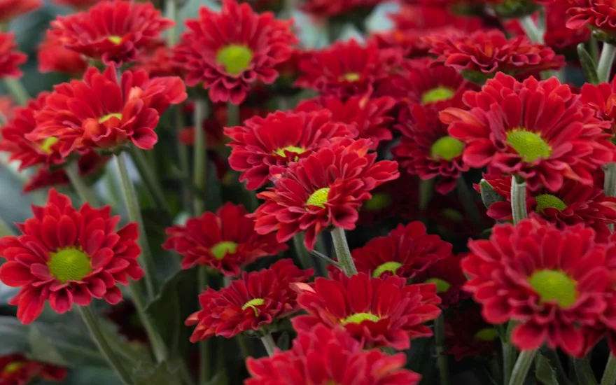 Zentoo Chrysanten