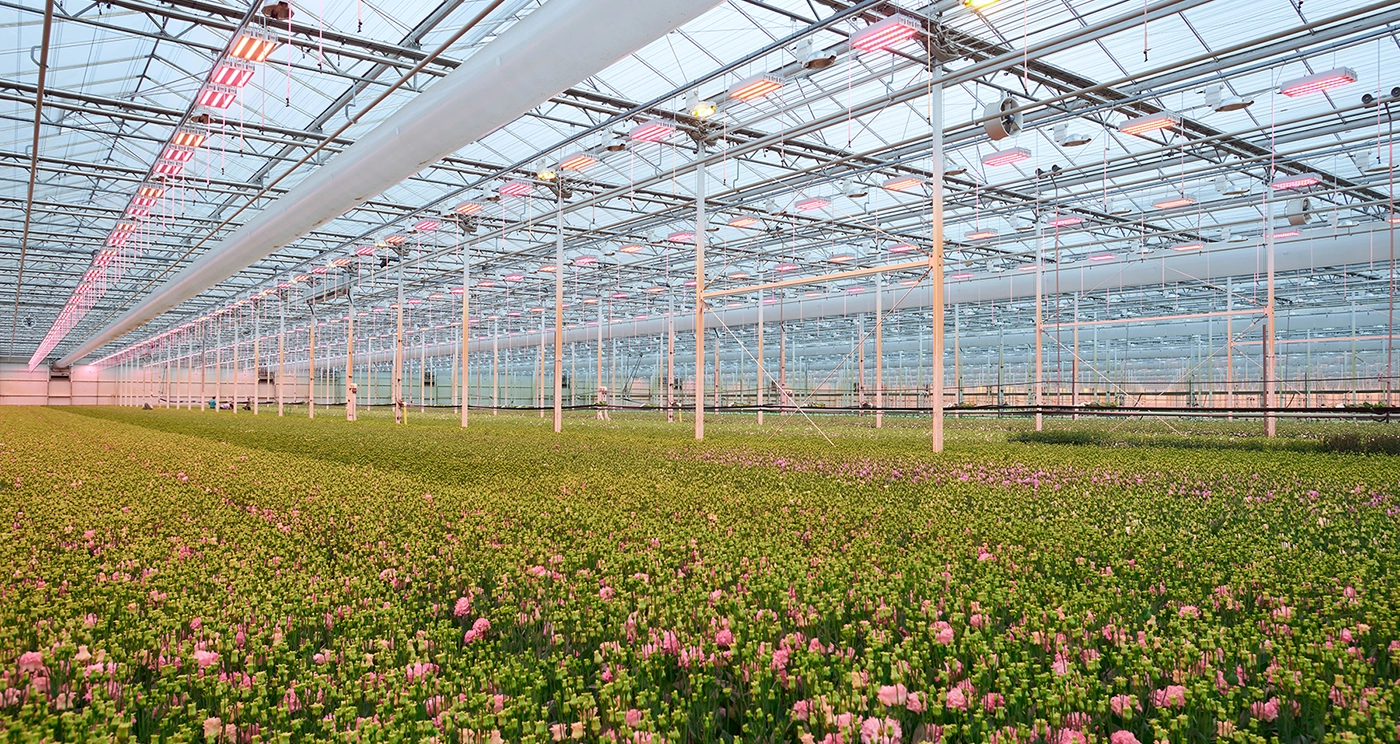 Pěstitel lisianthusů - Van der Lugt