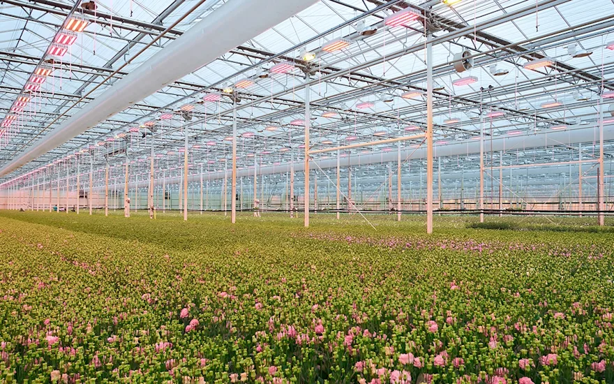 Lisianthus kweker - Van der Lugt