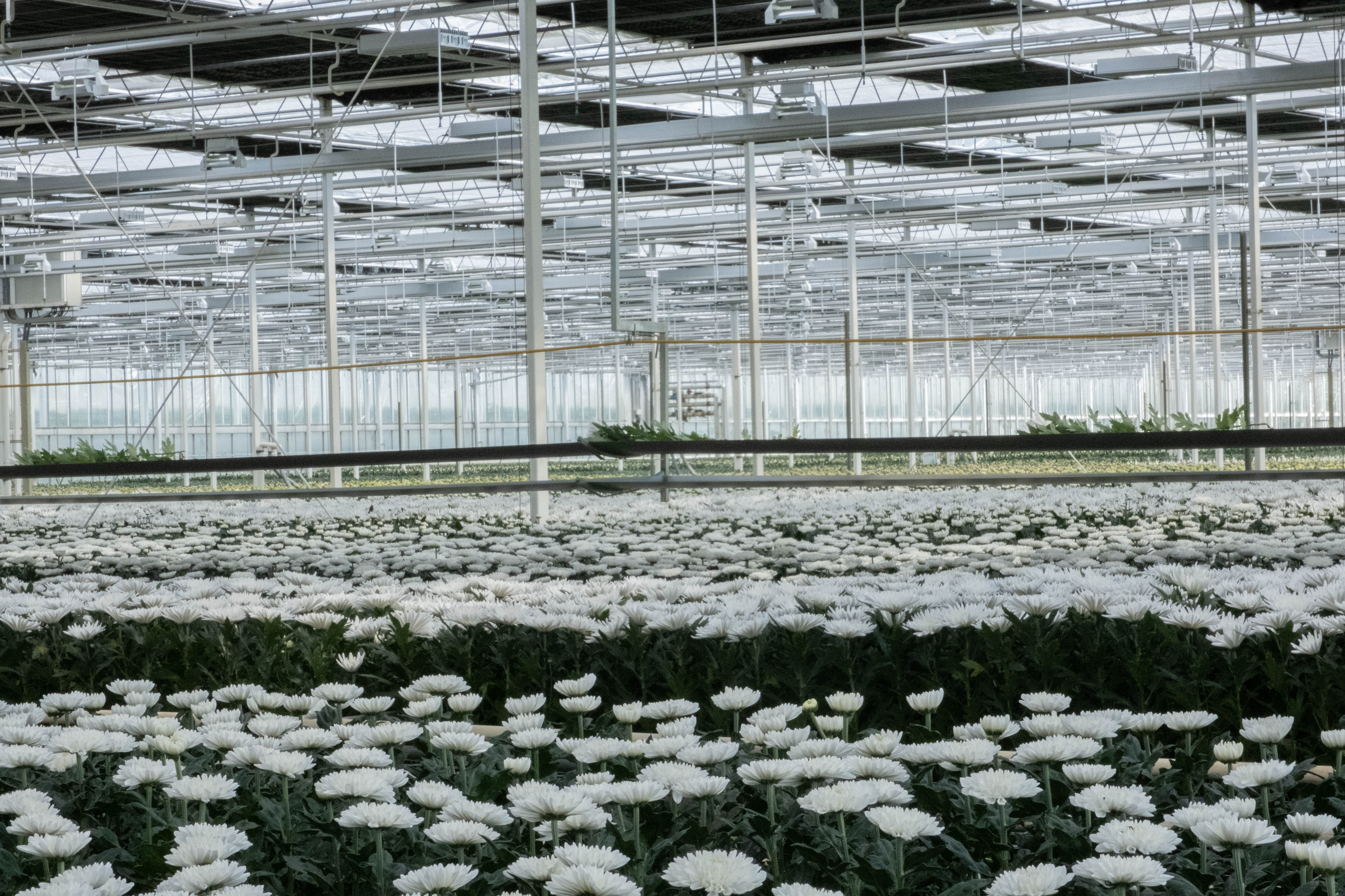 Zentoo Chrysanten (1 van 1)-5