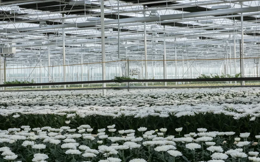 Zentoo Chrysanten (1 van 1)-5