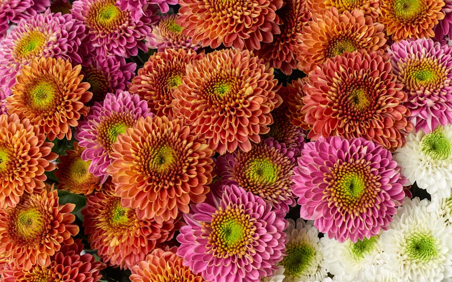 VDP_CHRYSANTEN-TROS 03-4