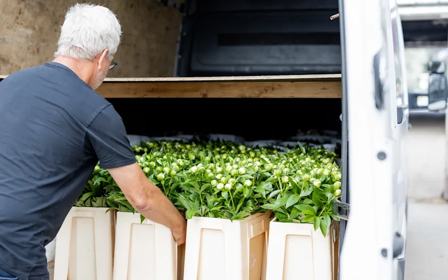 pioenenkwekerij,roze,21 (5)