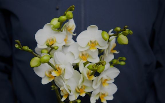 Phalaenopsis wholesaler employee