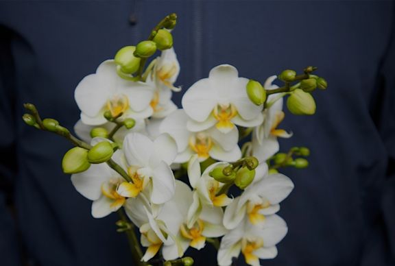 Phalaenopsis wholesaler employee