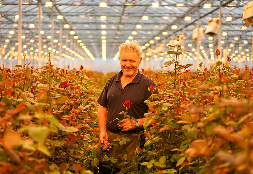 Rose nursery greenhouse