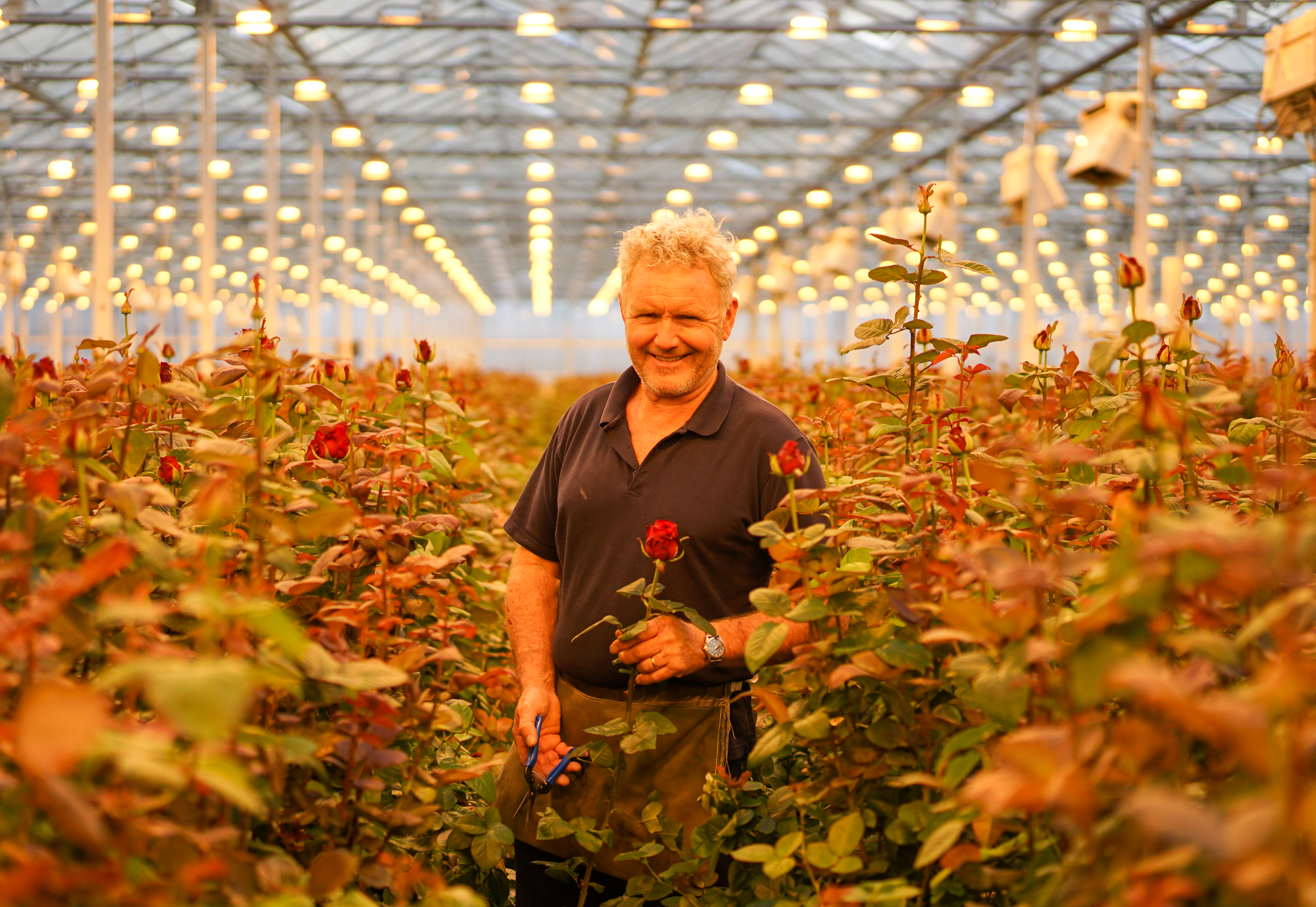 Rose nursery greenhouse