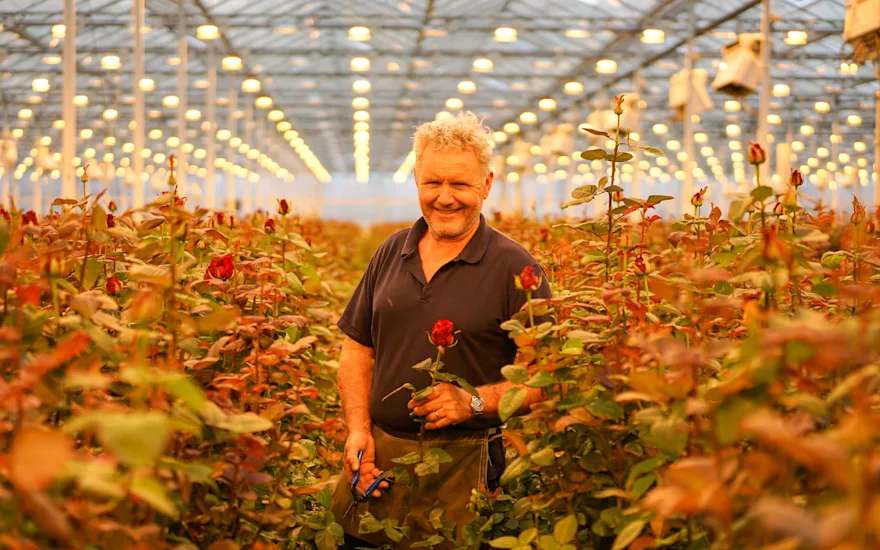 Serra vivaio di rose
