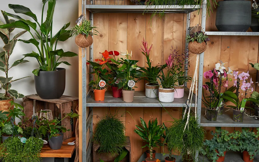 VDP - Plant assortment with florist