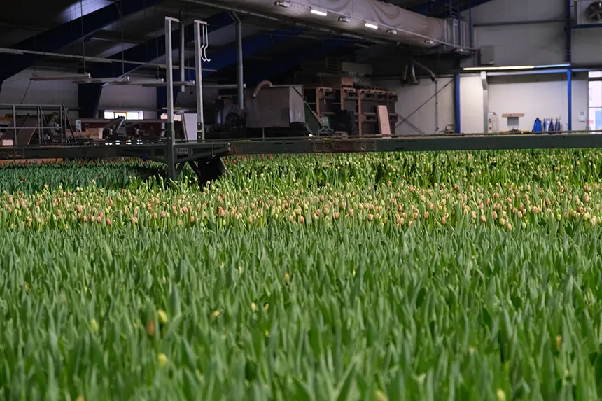 Serre avec des tulipes